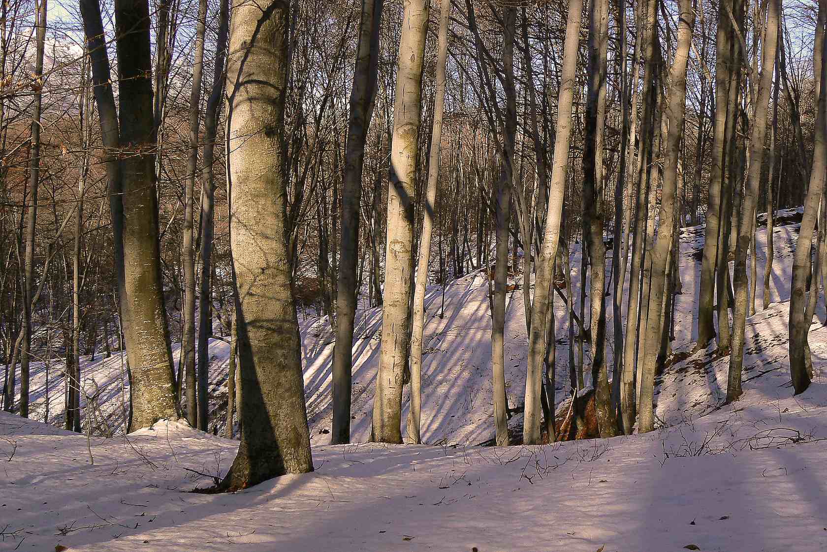 Alberi d''inverno... un invito